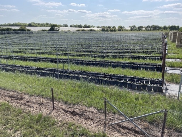 Raspberry canes in open field